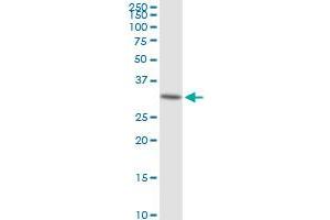 LDHAL6A MaxPab polyclonal antibody. (LDHAL6A 抗体  (AA 1-234))