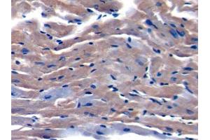 DAB staining on IHC-P; Samples: Mouse Cardiac Muscle Tissue (TOR2A 抗体  (AA 125-313))