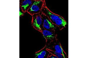 Immunofluorescence analysis of HeLa cells using ATF3 mouse mAb (green).