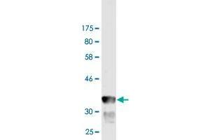 Western Blot detection against Immunogen (35. (GRID1 抗体  (AA 349-441))