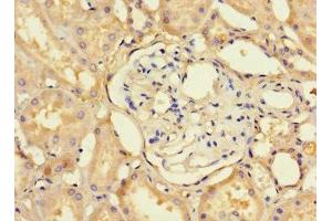 Immunohistochemistry of paraffin-embedded human kidney tissue using ABIN7164582 at dilution of 1:100