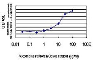 Detection limit for recombinant GST tagged MKNK1 is approximately 1ng/ml as a capture antibody. (MKNK1 抗体  (AA 1-465))