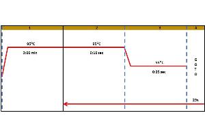 Polymerase Chain Reaction (PCR) image for Vascular Endothelial Growth Factor (VEGF) IQ-ELISA Kit (ABIN5680029) (VEGF IQ-ELISA 试剂盒)