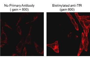 Immunofluorescence Microscopy of Mouse Anti-Biotin antibody. (Biotin 抗体)