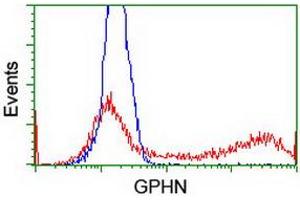 HEK293T cells transfected with either RC205986 overexpress plasmid (Red) or empty vector control plasmid (Blue) were immunostained by anti-GPHN antibody (ABIN2454096), and then analyzed by flow cytometry. (Gephyrin 抗体)