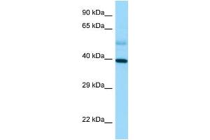 Western Blotting (WB) image for anti-Stimulated By Retinoic Acid 8 (STRA8) (C-Term) antibody (ABIN2789683) (STRA8 抗体  (C-Term))