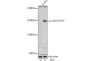 Western blot analysis of extracts of A-431 cells, using Phospho-ULK1-S757 antibody (ABIN6135334, ABIN6136284, ABIN6136285 and ABIN6225646) at 1:500 dilution. (ULK1 抗体  (pSer757))