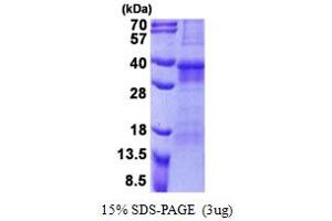 SDS-PAGE (SDS) image for Osteoclast Associated Receptor (OSCAR) (AA 19-286) protein (His tag) (ABIN5853004) (OSCAR Protein (AA 19-286) (His tag))