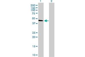Western Blot analysis of MAPK12 expression in transfected 293T cell line by MAPK12 monoclonal antibody (M01), clone 4F4-3D2. (MAPK12 抗体  (AA 1-367))