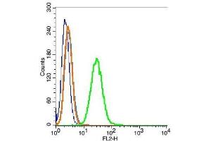 RSC96 cells probed with Tubulin-beta Polyclonal Antibody, Unconjugated  at 1:20 for 30 minutes followed by incubation with a conjugated secondary (PE Conjugated) (green) for 30 minutes compared to control cells (blue), secondary only (light blue) and isotype control (orange).