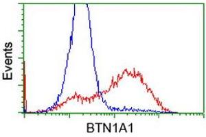 Flow Cytometry (FACS) image for anti-Butyrophilin, Subfamily 1, Member A1 (BTN1A1) antibody (ABIN1496987)