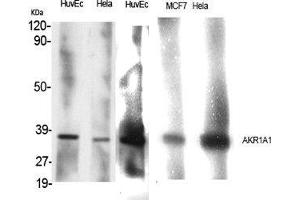 Western Blot (WB) analysis of specific cells using AKR1A1 Polyclonal Antibody. (AKR1A1 抗体  (C-Term))