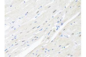 Immunohistochemistry of paraffin-embedded mouse heart using RBFOX3 antibody (ABIN1874561) at dilution of 1:100 (40x lens). (NeuN 抗体)