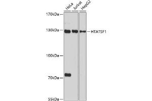 Western blot analysis of extracts of various cell lines, using HT antibody (ABIN7267756) at 1:1000 dilution. (HTATSF1 抗体  (AA 1-180))