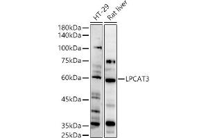 Western blot analysis of extracts of various cell lines, using LPC antibody (ABIN7268337) at 1:500 dilution. (LPCAT3 抗体  (AA 160-370))