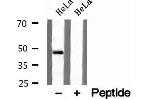 Western blot analysis of extracts of HeLa cells, using TIP47 antibody. (PLIN3 抗体)
