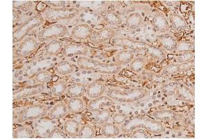 ABIN6269133 at 1/200 staining Rat kidney tissue sections by IHC-P. (KIT 抗体  (Internal Region))
