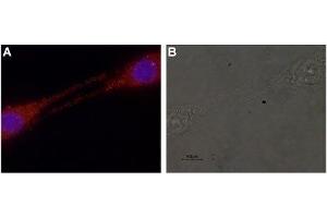Immunocytochemistry (ICC) image for anti-Glial Cell Line Derived Neurotrophic Factor (GDNF) (AA 192-207), (Mature) antibody (ABIN7043216)