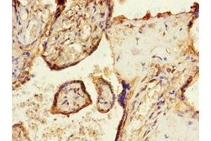 Immunohistochemistry of paraffin-embedded human placenta tissue using ABIN7171008 at dilution of 1:100