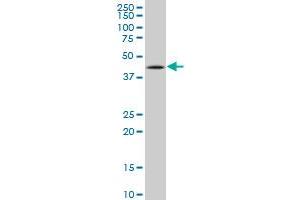 Western Blotting (WB) image for anti-Tumor Protein P53 (TP53) (AA 94-201) antibody (ABIN521046)