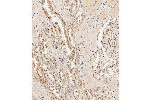 Immunohistochemical analysis of paraffin-embedded Human kidney tissue using (ABIN388039 and ABIN2845540) performed on the Leica® BOND RXm. (Ubiquitin 抗体  (N-Term))