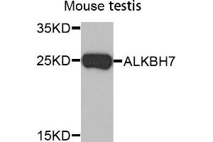 Western Blotting (WB) image for anti-AlkB, Alkylation Repair Homolog 7 (ALKBH7) (AA 1-221) antibody (ABIN6219493) (ALKBH7 抗体  (AA 1-221))