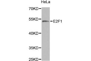 Western blot analysis of extracts of HeLa cells, using E2F1 antibody (ABIN5971098) at 1/1000 dilution. (E2F1 抗体)