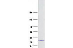 MRPS17 Protein (Myc-DYKDDDDK Tag)
