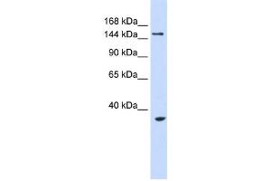 Western Blotting (WB) image for anti-Ubiquitin Protein Ligase E3B (UBE3B) antibody (ABIN2458742) (UBE3B 抗体)