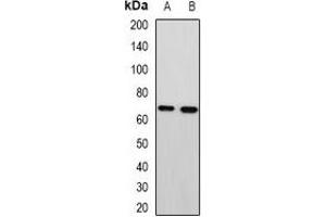 Western blot analysis of MTA3 expression in HepG2 (A), A549 (B) whole cell lysates. (MTA3 抗体)