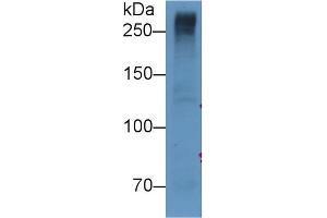Detection of RELN in U87MG cell lysate using Monoclonal Antibody to Reelin (RELN) (Reelin 抗体  (AA 2978-3373))