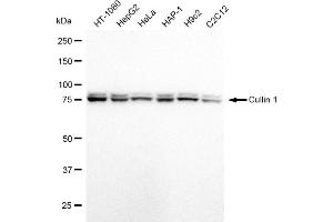 Western blotting analysis using Cullin 1 antibody (ABIN7798176). (Recombinant Cullin 1 抗体)