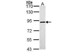 WB Image Sample (30 ug of whole cell lysate) A: Molt-4 , 7. (SLC26A8 抗体  (C-Term))