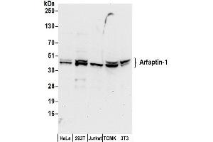 anti-ADP-Ribosylation Factor Interacting Protein 1 (ARFIP1) (AA 1-50) antibody
