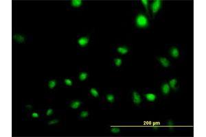 Immunofluorescence of purified MaxPab antibody to CREB5 on HeLa cell. (CREB5 抗体  (AA 1-508))