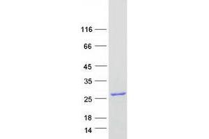 Western Blotting (WB) image for G-Protein Signaling Modulator 3 (GPSM3) protein (Myc-DYKDDDDK Tag) (ABIN2722204)