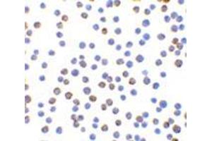 Immunocytochemistry of XBP-1 in HepG2 cells with this product at 10 μg/ml. (XBP1 抗体  (N-Term))
