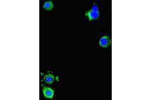 Immunofluorescent analysis of Hela cells using ABIN7150550 at dilution of 1:100 and Alexa Fluor 488-congugated AffiniPure Goat Anti-Rabbit IgG(H+L) (DNAJC3 抗体  (AA 277-496))