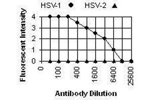 Immunofluorescence (IF) image for anti-Herpes Simplex Virus Type 1, Glycoprotein E (HSV1 gE) antibody (ABIN265562) (HSV1 gE 抗体)