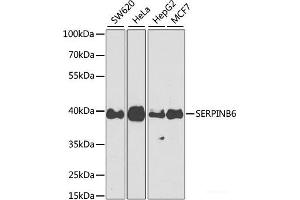 Western blot analysis of extracts of various cell lines using SERPINB6 Polyclonal Antibody at dilution of 1:1000. (SERPINB6 抗体)