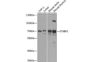 Western blot analysis of extracts of various cell lines, using STXBP2 antibody (ABIN6129716, ABIN6148675, ABIN6148677 and ABIN6216163) at 1:1000 dilution. (STXBP2 抗体  (AA 1-280))