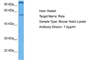 Host: Rabbit Target Name: RELA Sample Tissue: Mouse Testis Antibody Dilution: 1ug/ml