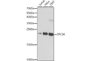 Western blot analysis of extracts of various cell lines, using SPC24 antibody (ABIN7270514) at 1:1000 dilution. (SPC24 抗体  (AA 1-197))