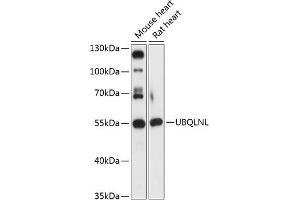 Western blot analysis of extracts of various cell lines, using UBQLNL antibody (ABIN7271125) at 1:3000 dilution. (UBQLNL 抗体  (AA 176-475))