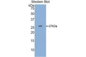 Western Blotting (WB) image for anti-Hepatocyte Growth Factor (Hepapoietin A, Scatter Factor) (HGF) (AA 482-710) antibody (ABIN3209599)