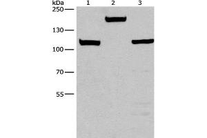 Western Blot analysis of Mouse kidney tissue, 293T and 231 cell using TP53BP2 Polyclonal Antibody at dilution of 1:375 (TP53BP2 抗体)
