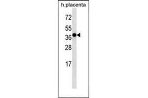 Western blot analysis of OR5H2 Antibody (OR5H2 抗体  (C-Term))