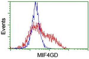 Image no. 1 for anti-MIF4G Domain Containing (MIF4GD) antibody (ABIN1499471) (MIF4GD 抗体)