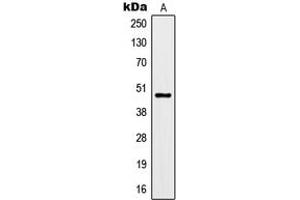 Western blot analysis of Kir3. (KCNJ9 抗体  (Center))