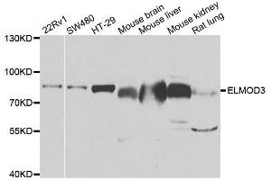 Western blot analysis of extracts of various cell lines, using ELMO3 antibody. (ELMO3 抗体  (AA 504-773))
